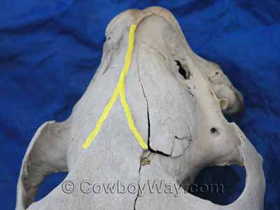 Yellow highlights on a horse skull to show the bony ridge