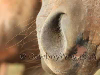 Whiskers on a horse's muzzle