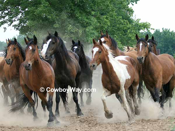 Broncs with trees in the background