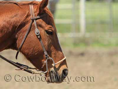 A Little S Hackamore on a sorrel horse