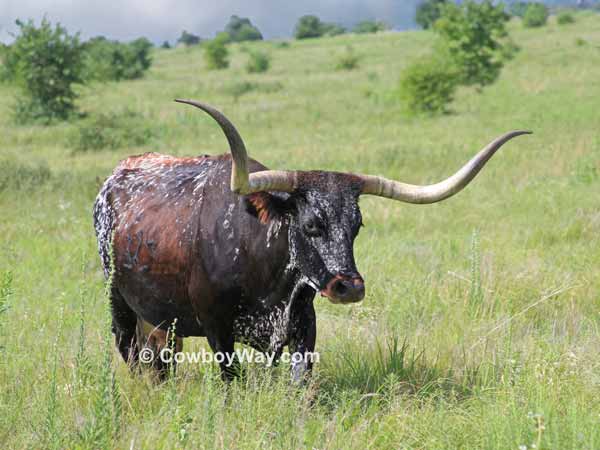 A black Longhorn cow