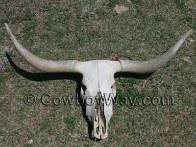 A Longhorn cow skull with large horns