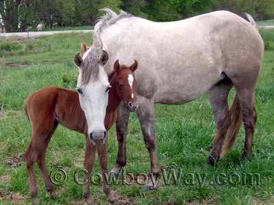 Equine Foaling Chart