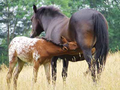 A mare and brightly colored foal