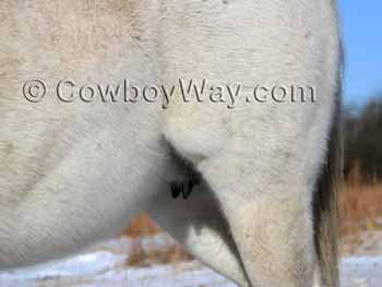 A mare's udder showing it has two halves