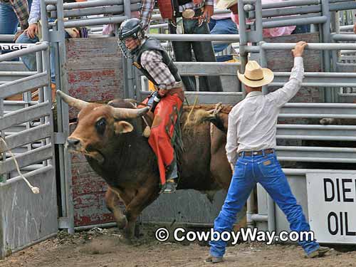 A bull and bull rider leaving the bucking chute