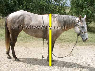 Horse Height Measurement Chart