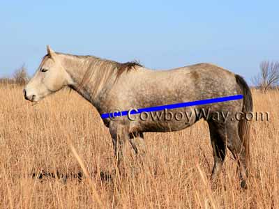 Horse weight: Measure horse length