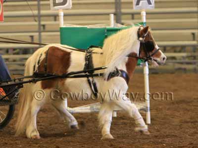 A miniature horse in harness