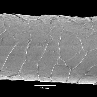 A mohair fibre, the fibers contained in a mohair cinch