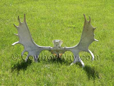 Moose antlers in the grass