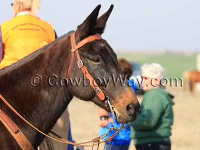 A mule headstall on a brown mule