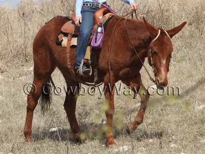 A sorrel mule with a double ear headstall