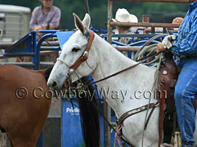 A mule in a ranch rodeo