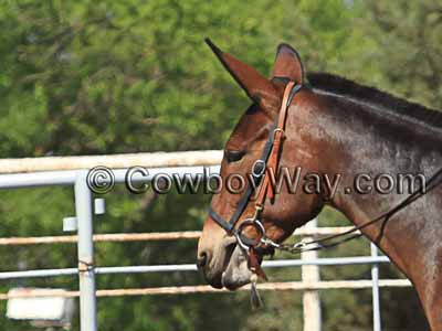 A mule headstall with a snap on the cheek