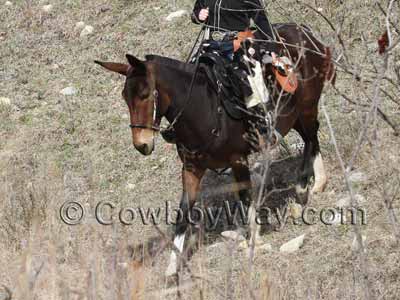 A mule saddle on a dark brown mule
