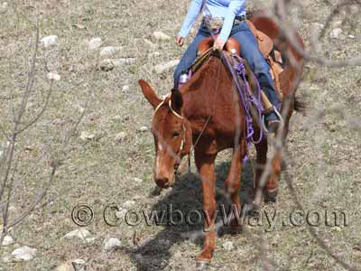 A mule on a trail ride