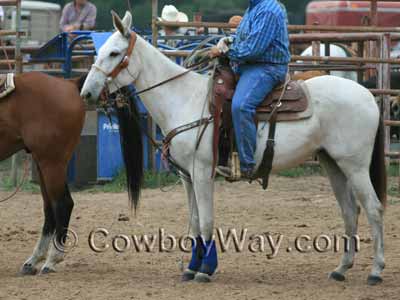 A saddled mule wearing a roping saddle