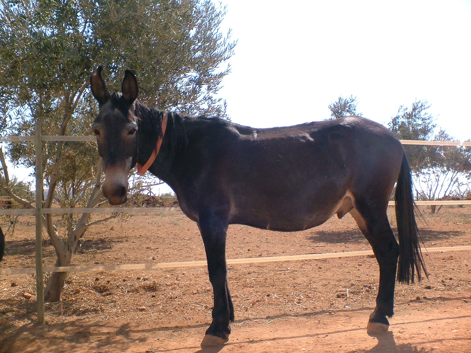 An unsaddled mule showing typical mule conformation