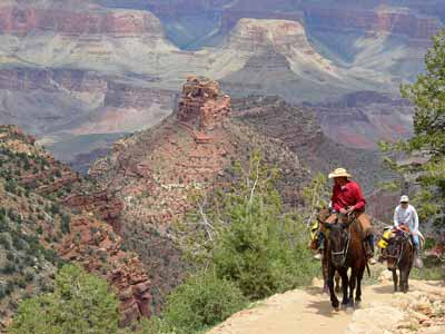 Saddled mules take riders through the Grand Canyon