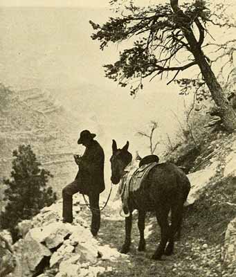 Mules on a rugged trail.