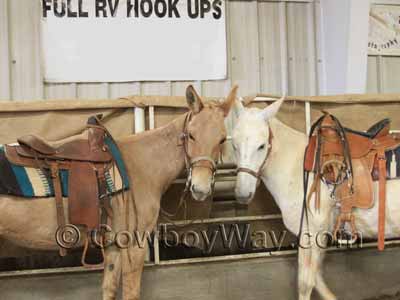 A pair of saddled mules