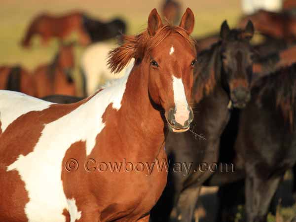 Sorrel and white mare