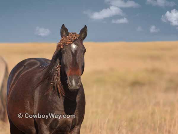 A wild mustang horse with lots of cockleburrs in her mane