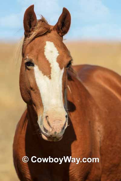 A wild mustang horse with an irregular blaze