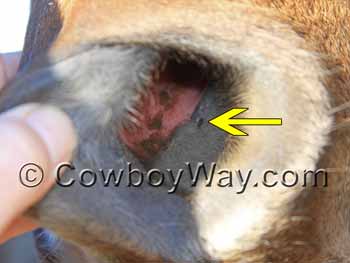 Nasolacrimal duct (tear duct) in a horse