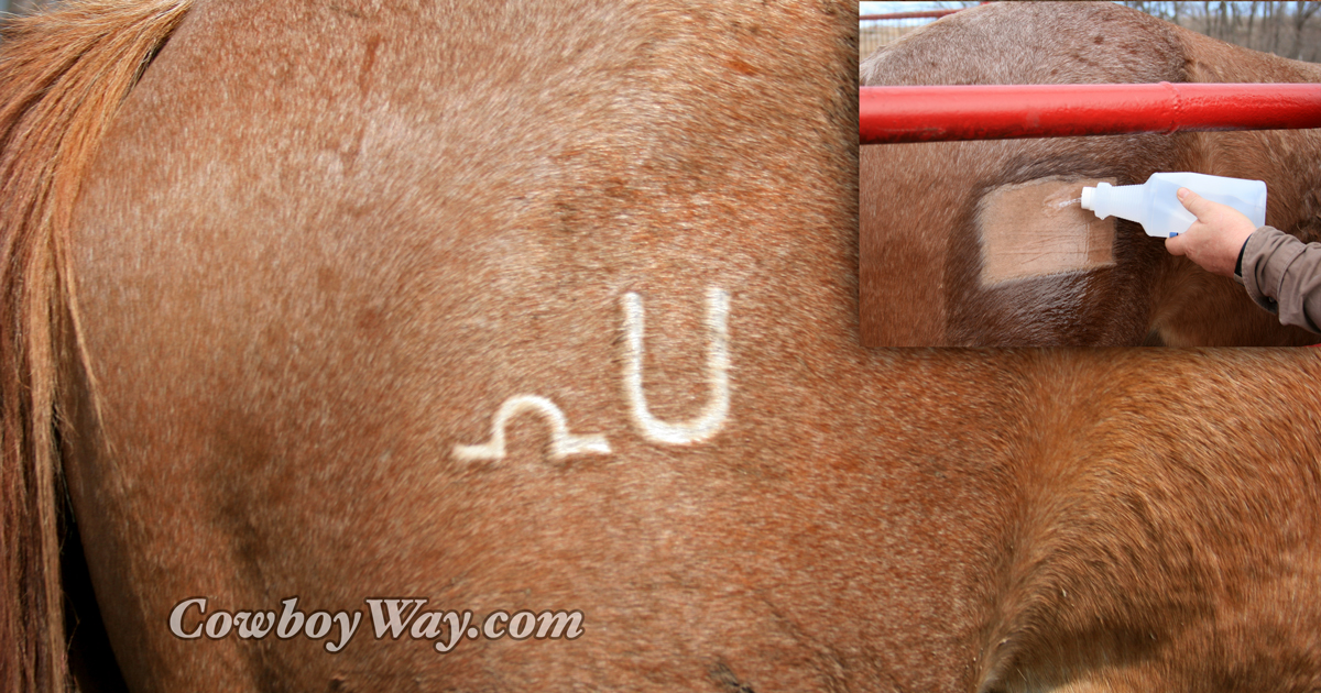 Photos Of Freeze Branding Horses