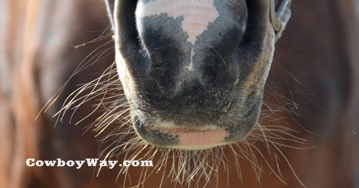 Horse Whiskers What Are They, And What Do They Do?