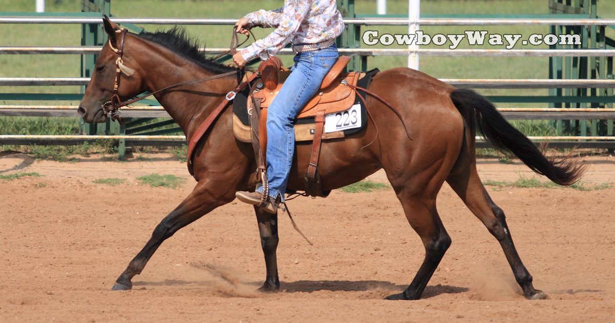 What Are Horse Leads