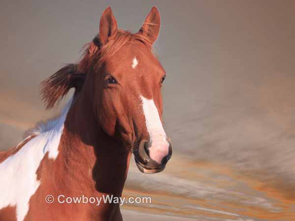 A Paint BLM ('mustang') mare