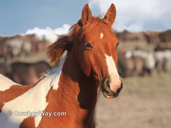 A Paint mare with a herd of horses