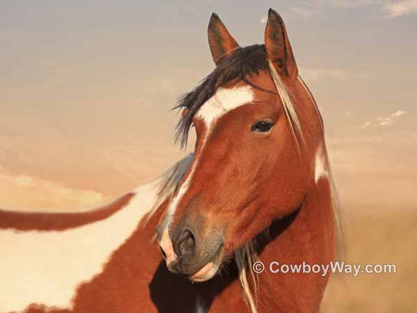 A beautiful paint horse in early morning sunlight