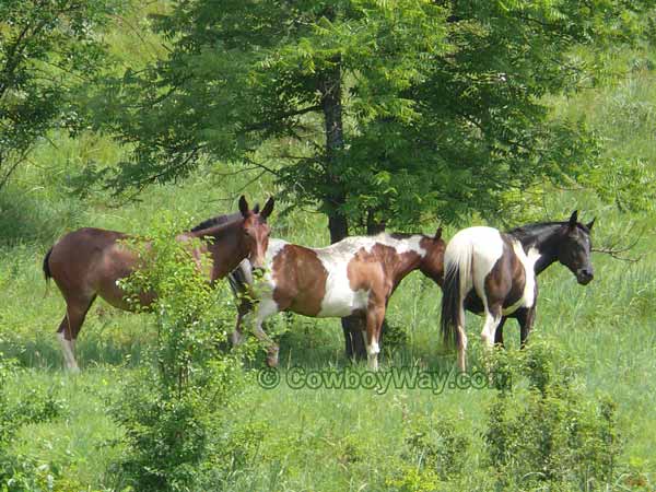 A mule and two Paint horses