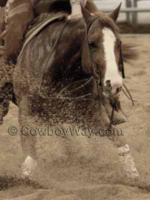 Mini Pony Fleece Polo Wraps 2 3/8" x 39" Horse Tack Equine