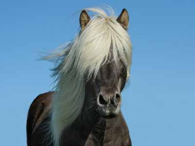 Pony with long, thick hair