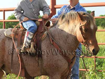 Pony saddle on a roan pony