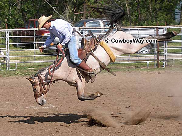 A bronc in the ranch bronc riding