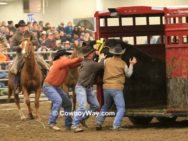 A calf comes back out of the trailer in the trailer loading event