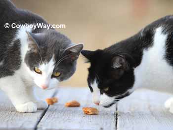 Homemade cat treats