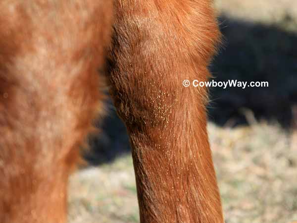 Bot eggs on a horse's leg