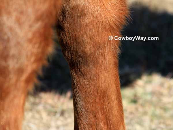 A horse's legs with bot eggs removed