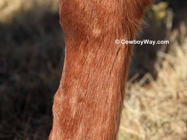 Horse leg with bot eggs removed with Horse Shave
