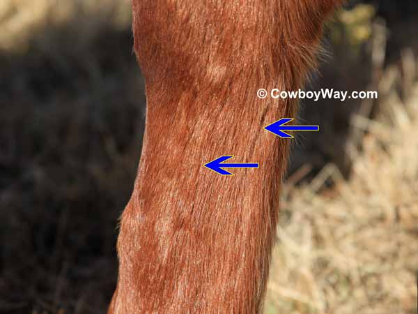Horse leg showing razor grooves