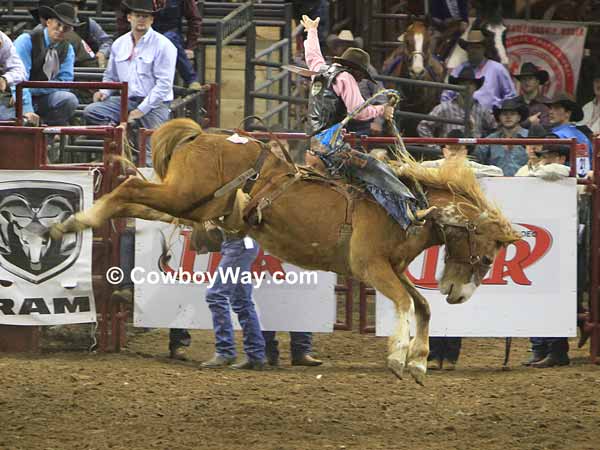 A saddle bronc rider making a ride