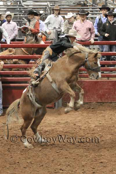 A saddle bronc bucks high on his hind legs