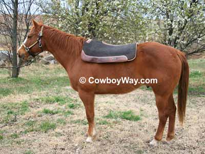 Saddle a horse: Begin with the saddle pad